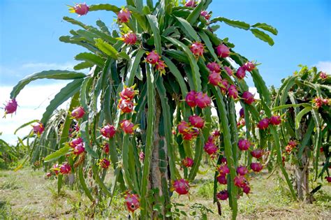 Can You Eat Cactus The 5 Main Types Of Edible Cacti