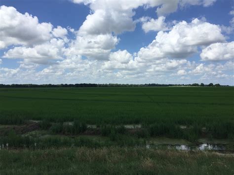 Mid Season Rice Update Mississippi Crop Situation
