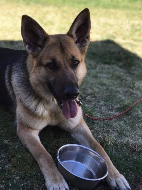 German Shepherd Puppies For Sale | Groton, CT #237351