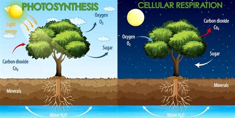 Respiration And Photosynthesis Venn Diagram