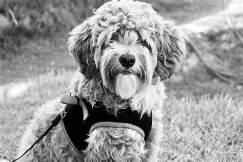 Download Cute Black And White Small Dog Wallpaper