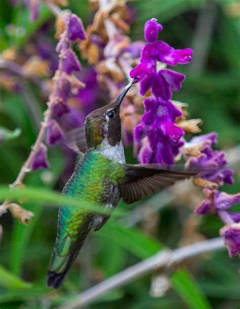 Great Shots Of This Incredible Bird I Absolutely Love Hummingbirds