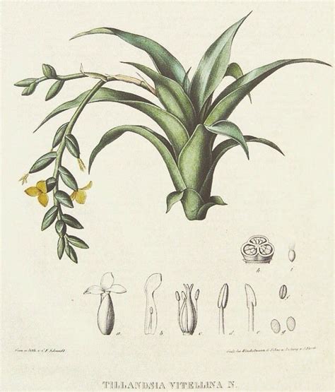 Its Rare To Find One Of These Old Botanic Illustrations Of A