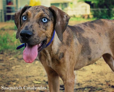 Male Catahoula Puppy Brindle Leopard Owned By Sasquatch Catahoulas