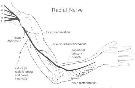 Figure 1 From Splinting For Radial Nerve Palsy Semantic Scholar