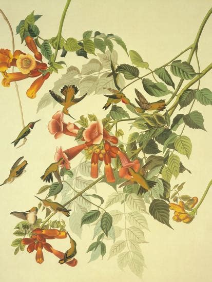 Ruby Throated Hummingbird Art Print By John James Audubon