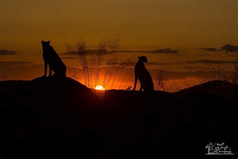 Pin By Jaky Cruz On Art Cheetahs Cheetah Sunset Cheetahs