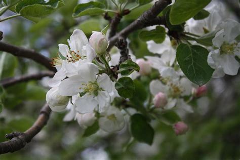 Apple Blossom Branch Photograph By Sue Chisholm Fine Art America