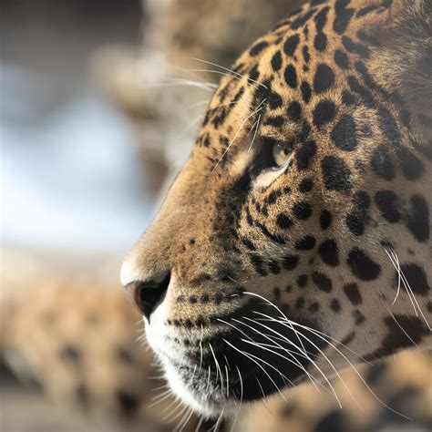 Download Wallpaper 2780x2780 Jaguar Big Cat Muzzle Profile Look