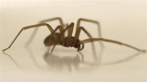 See A Brown Recluse Spider In Southern Illinois Heat May Be Driving