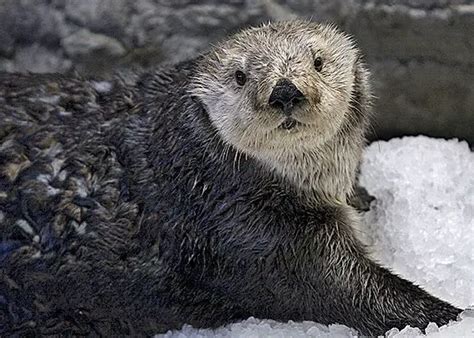 Why Are Sea Otters Endangered