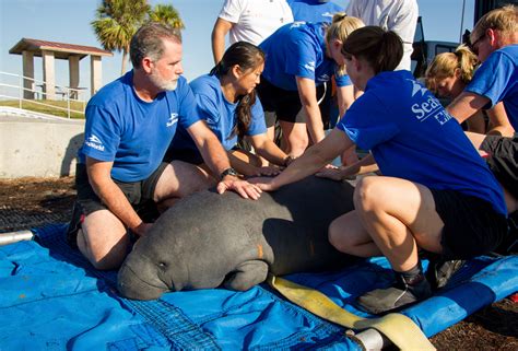 Seaworld Orlando Animal Rescue Team Returns Two Manatees On The Go In Mco