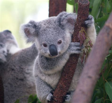 The Koala May Be Given Endangered Listing As Numbers Plummet Canadas