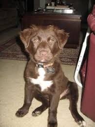 Decorative dogs and companion dogs section 1. Image result for Afador | Mixed breed dogs, Gorgeous dogs ...
