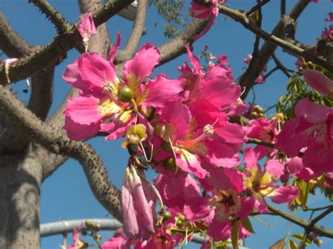 Ceiba Speciosa Formerly Chorisia Speciosa Floss Silk Tree Flowers