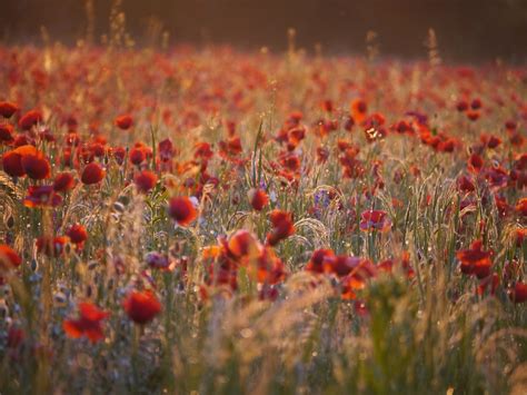 Life Between The Flowers Red Poppies Of Flanders Fields
