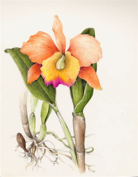 Cattleya Orchid Drawing Orchid Flowers