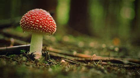 Beautiful Poison Mushroom In The Woods Wallpaper Download 1920x1080