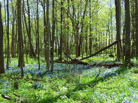 Woodland Bluebells Photograph By Lori Frisch Fine Art America