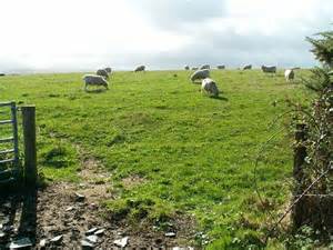 Sheep Grazing On Gently Undulating Land David Radcliffe