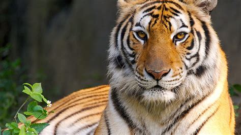 Free Download Hd Wallpaper 1080p Animals Real Tiger Wallpaper Flare