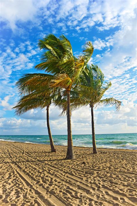 Beach Palm Trees And Blue Sky Stock Photo Image Of Evening Beach