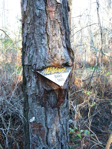 Check spelling or type a new query. Sandy Ridge Wildlife Trail, Alligator River National ...