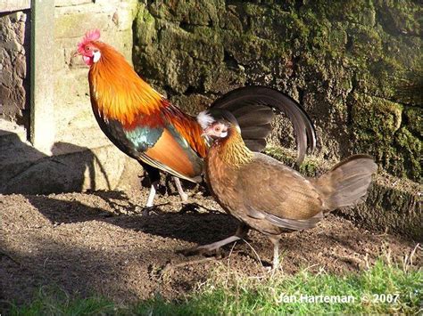 Red Junglefowl Images Fowl Chickens Birds