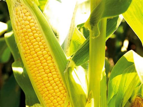 Jagung juga menjadi komponen penting untuk pakan ternak, selain fungsinya sebagai makanan pokok, jagung dapat juga diambil. Pokok Jagung Akar Serabut - AKARKUA