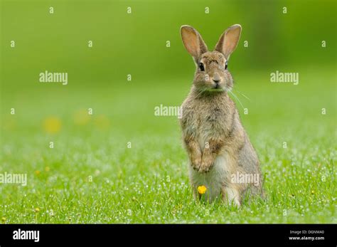 Wild Rabbit Oryctolagus Cuniculus Standing On Its Hind Legs In A