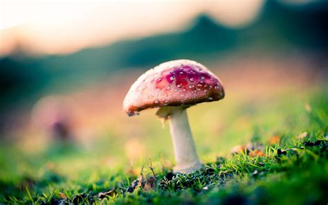Wallpaper Download 5120x3200 One Poison Mushroom In The Nature Hd