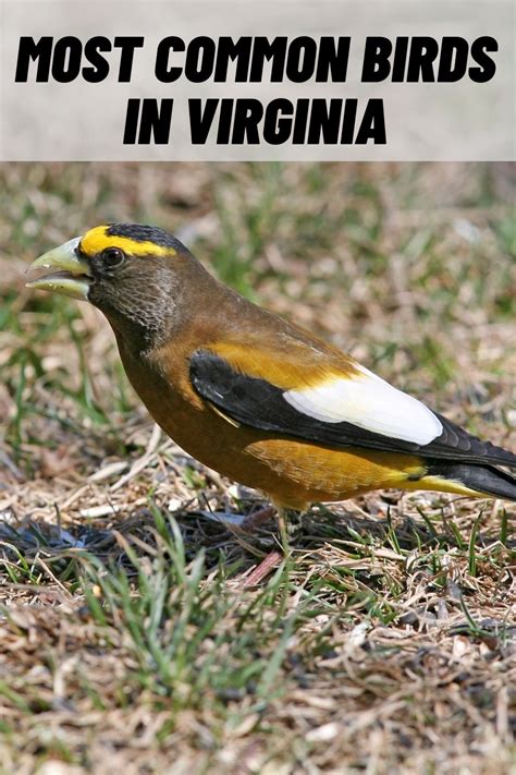 15 Most Common Birds In Virginia With Pictures