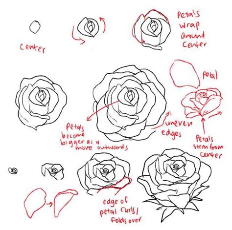 It can be seen as the small bulb at the flowering end of the stem underneath the rose head. How to draw roses and peonies | Roses drawing, Flower ...