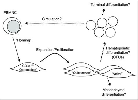 Schematic Presentation Showing How Peripheral Blood Derived
