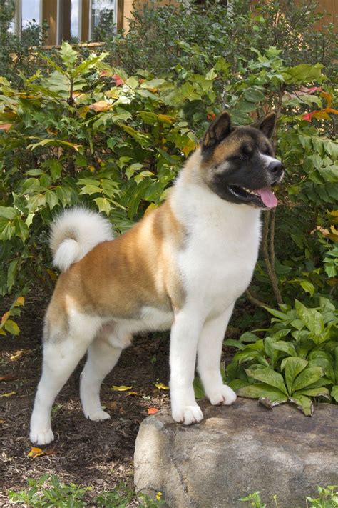 Akita Facts 10 Things To Know About This Ancient Japanese Breed