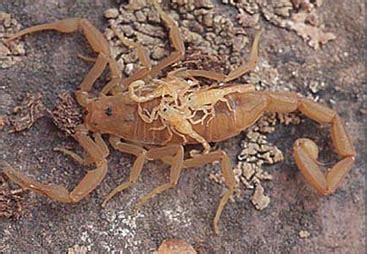 Camel spiders live life at top speed. Learn About Scorpions | Ask A Biologist