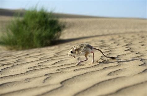 Jerboa In The Desert Wander Lord