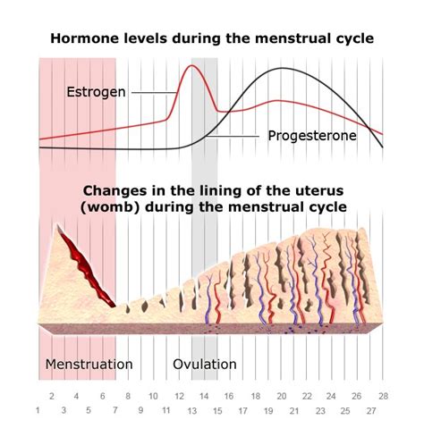 How Does The Menstrual Cycle Work