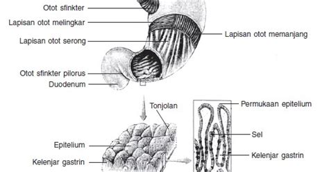 Dian Husada Anatomi Sistem Pencernaan Anatomi Lambung Gaster