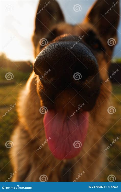 German Shepherd Nose Close Up In Backlight Stock Image Image Of Breed