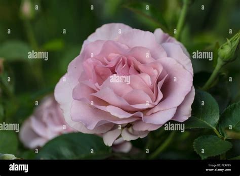 Waltz Time Hybrid Tea Rose Tehybridros Rosa Stock Photo Alamy