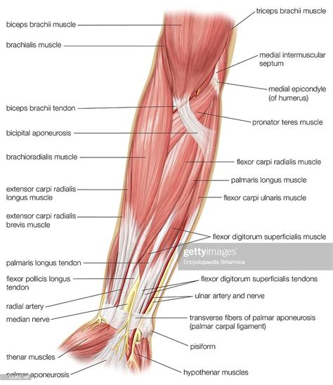The Anterior View Of The Muscles Of The Human Forearm News Photo