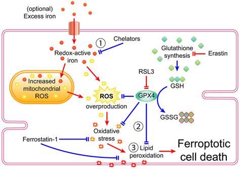 Signaling Pathway Of Ferroptosis In Cardiomyocytes The Defining
