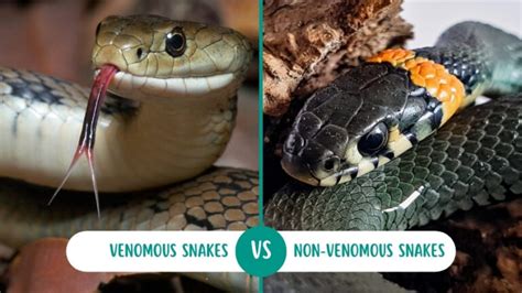 Venomous Vs Non Venomous Snakes 6 Glaring Differences