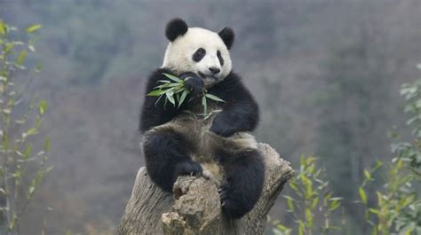 Heres More Proof Earth Is In Its 6th Mass Extinction Giant Panda