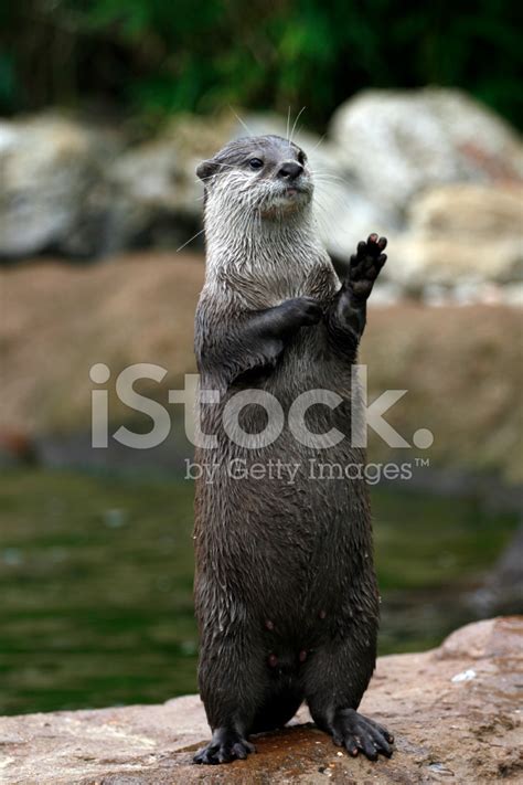 Waving Otter Stock Photo Royalty Free Freeimages