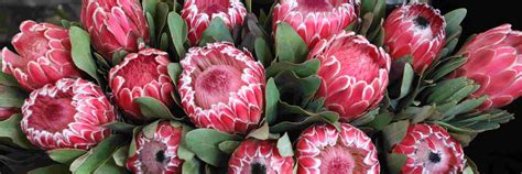 We have been with them for many years and we will continue to do so for many more. Runner - Bunch of proteas (RU9) - Online Store