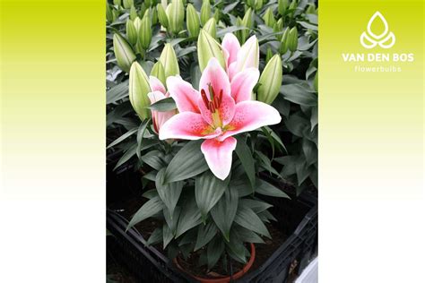 First Romance Oriental Lily Van Den Bos Flowerbulbs