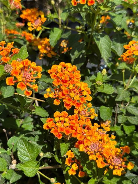 Lantana Radiation Devil Mountain Wholesale Nursery