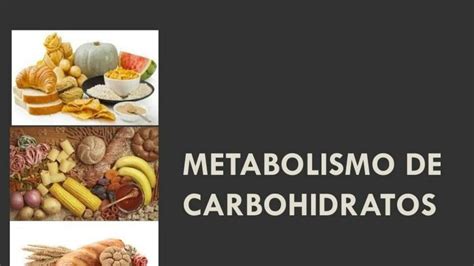 Metabolismo De Carbohidratos UDocz The Best Porn Website